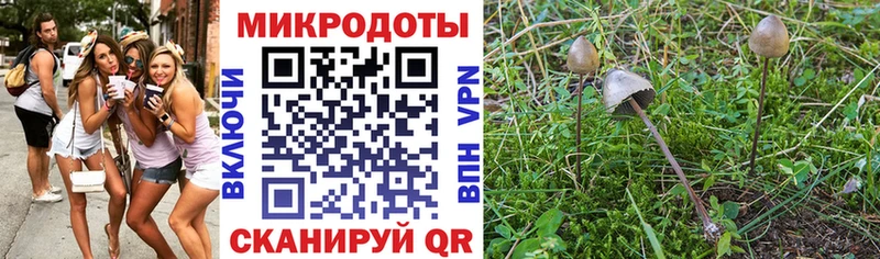 Галлюциногенные грибы Psilocybe  Талдом 